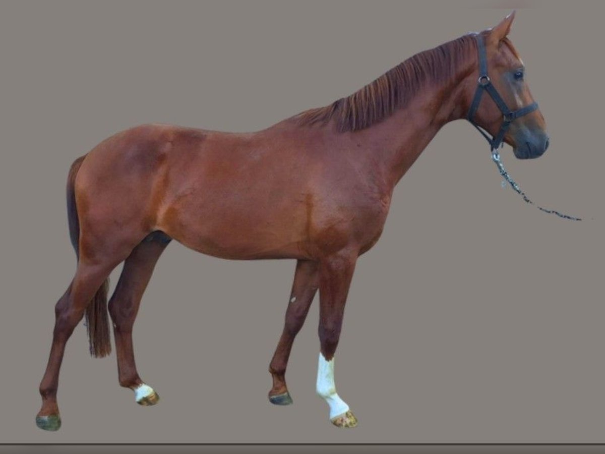 Austrian Warmblood Stallion 2 years 16 hh Chestnut-Red in Leopersdorf