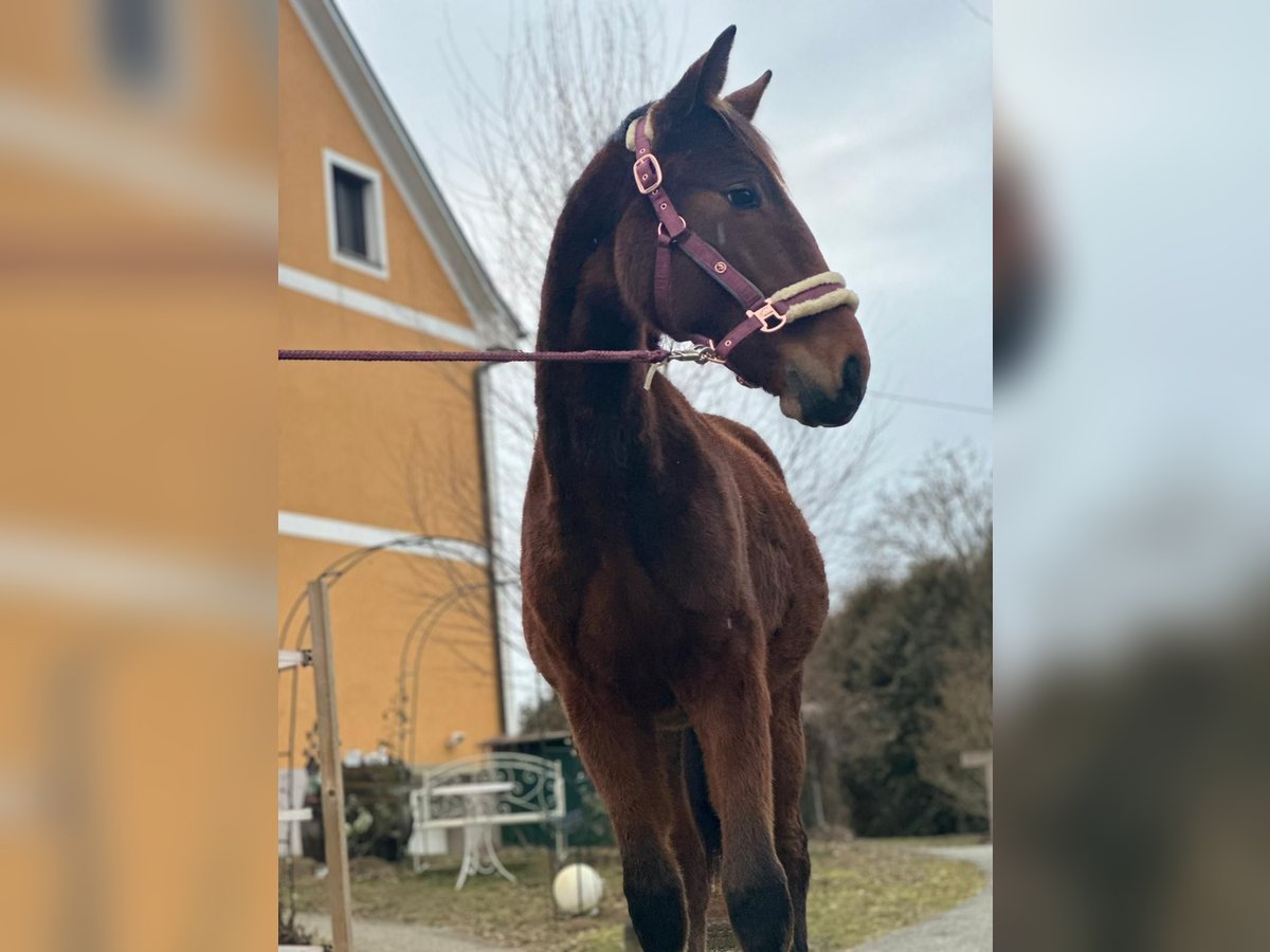 Austrian Warmblood Stallion 2 years Brown in Ilz