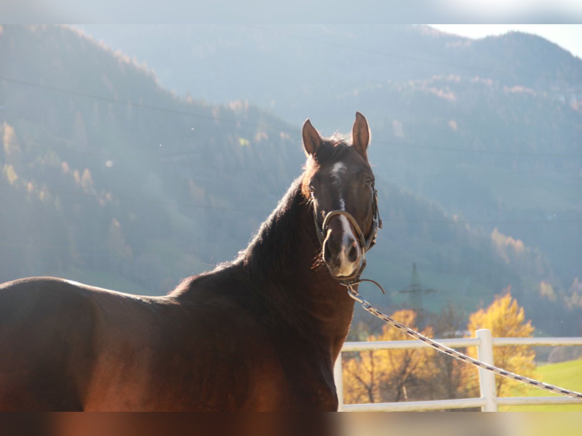 Austrian Warmblood Stallion 3 years 16,2 hh Brown in Schladming