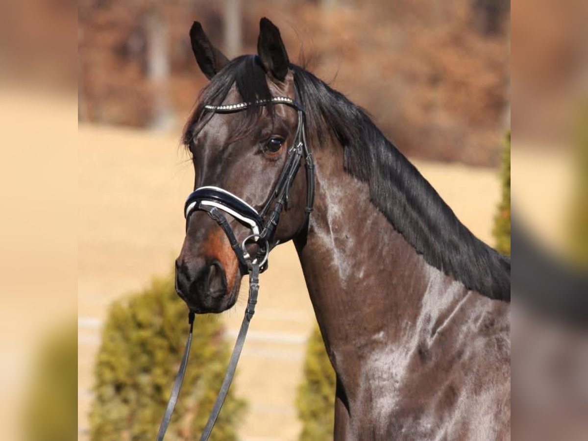 Austrian Warmblood Stallion 3 years 16,2 hh in St. Marein bei Graz