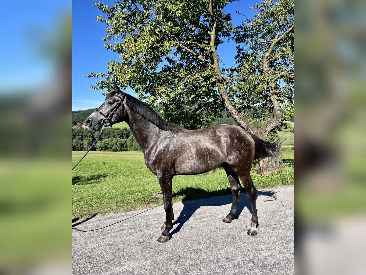 Austrian Warmblood Stallion 3 years 16 hh Grey-Dark-Tan in Lasberg