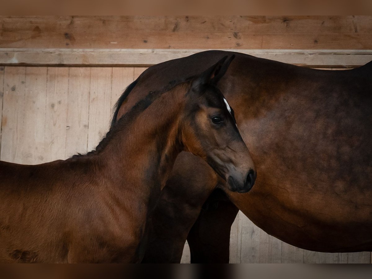 Austrian Warmblood Stallion 3 years Bay-Dark in Seekirchen