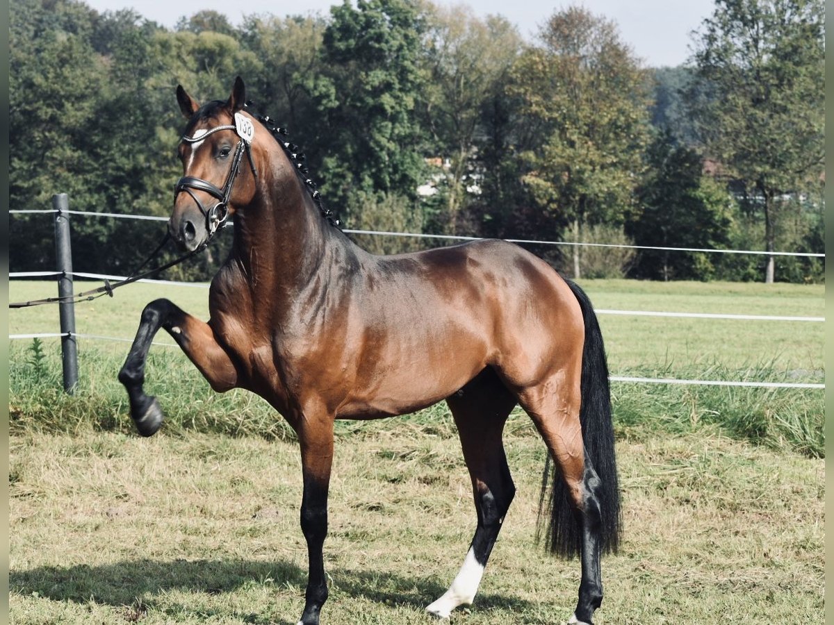 Austrian Warmblood horse breed profile, fact, lifespan, traits, training, habitat, speed, range, diet, groom, care, standard, health, pedigree