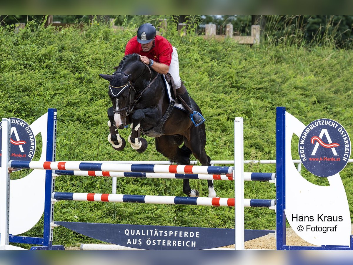 Austrian Warmblood Stallion 8 years 16,3 hh Smoky-Black in Stadl-Paura