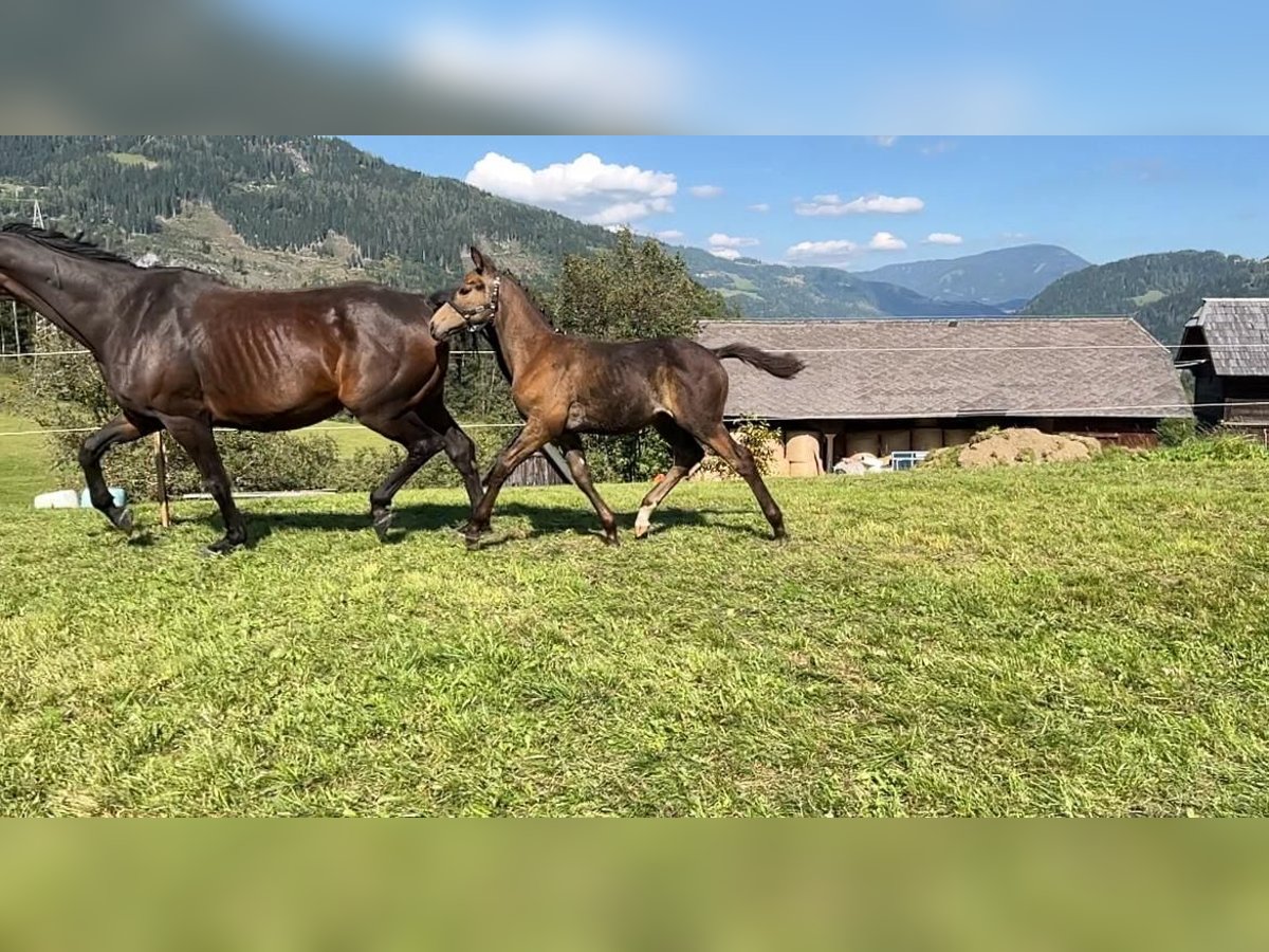 Austrian Warmblood Stallion Foal (06/2024) 16,2 hh Buckskin in Murau