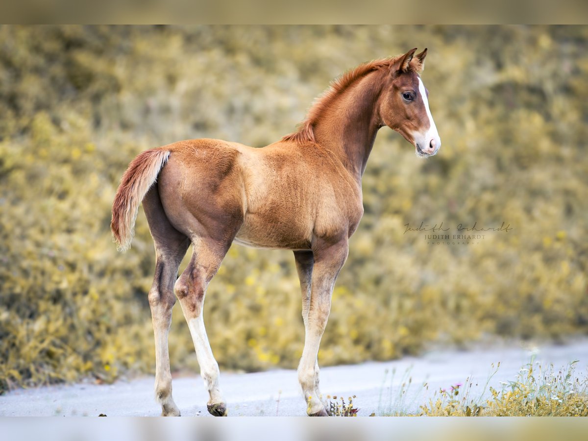 Austrian Warmblood Stallion Foal (04/2024) 16,2 hh Chestnut-Red in Lassing