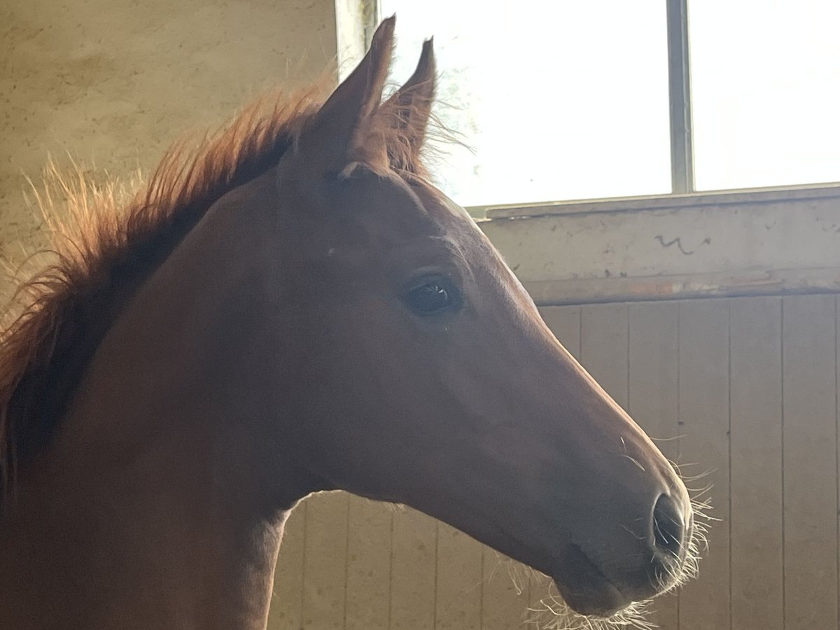 Austrian Warmblood Stallion Foal (05/2025) 16,2 hh Chestnut-Red in Heiligenkreuz