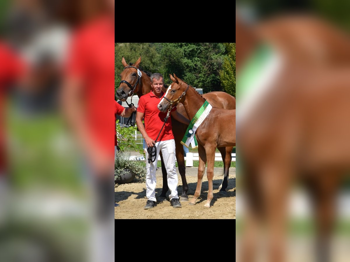 Austrian Warmblood Stallion Foal (06/2024) 16,2 hh Chestnut-Red in Bad Radkersburg