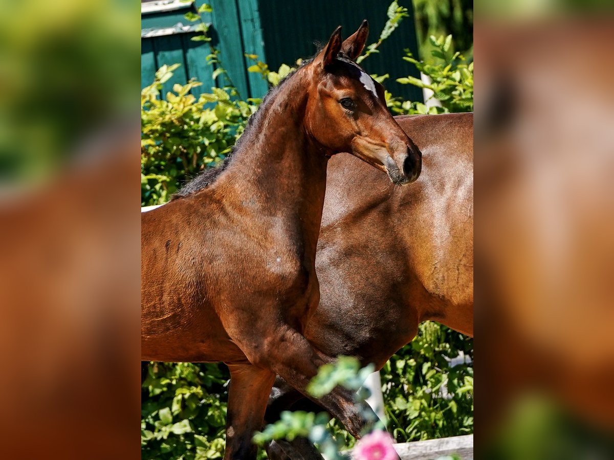 Austrian Warmblood Stallion Foal (04/2025) 16,2 hh Bay-Dark in Tr&#xF6;stlberg