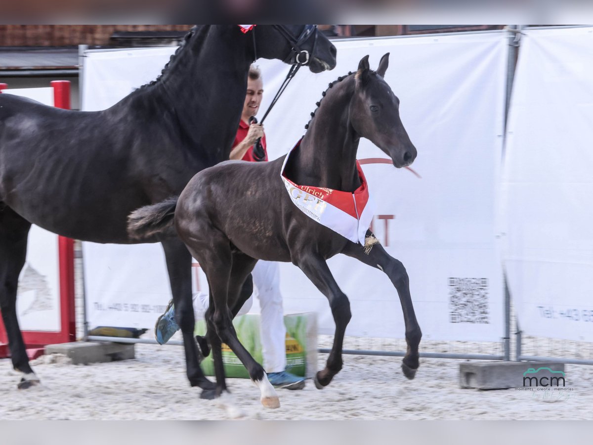 Austrian Warmblood Stallion Foal (05/2025) 16,2 hh Black in St. Ulrich am Pillersee