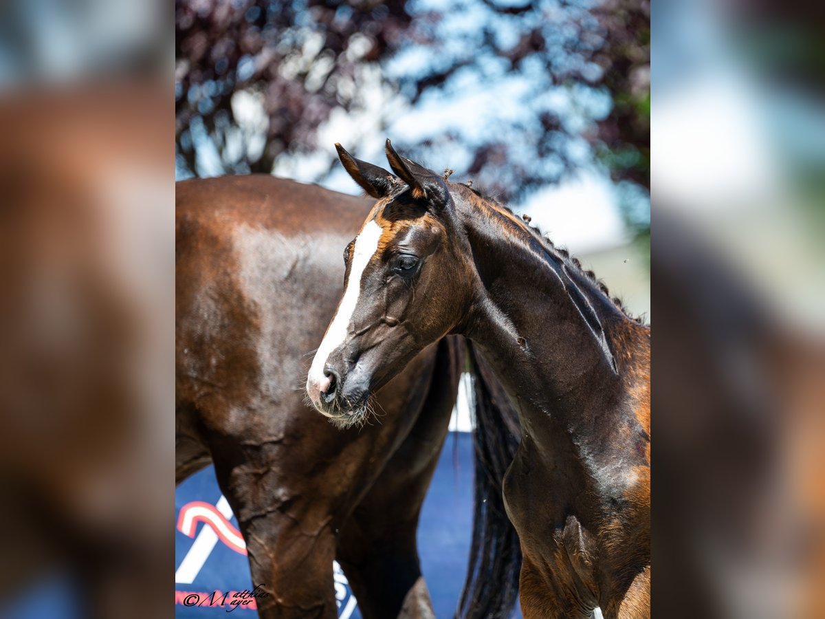 Austrian Warmblood Stallion Foal (04/2025) 16,2 hh Chestnut in St. Josef
