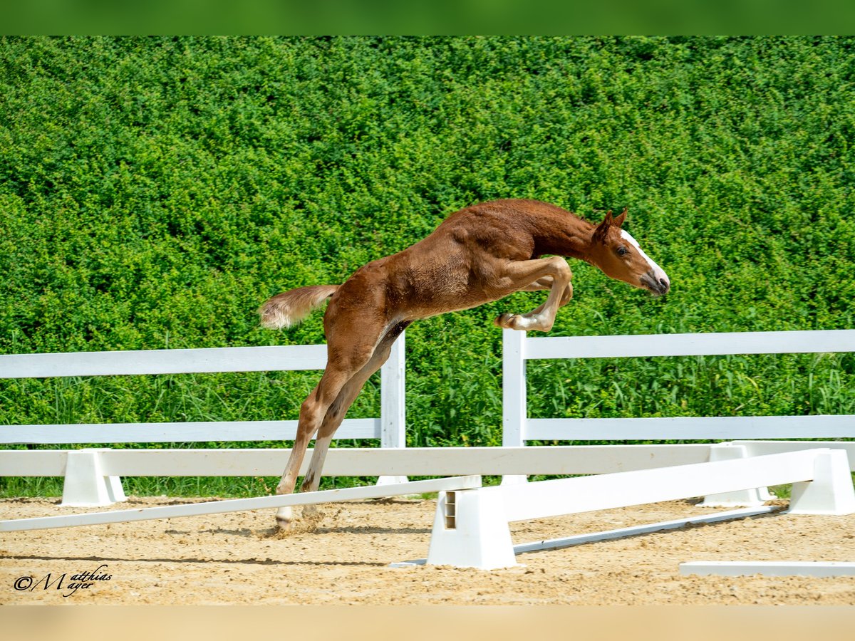 Austrian Warmblood Stallion Foal (04/2025) 16,2 hh Chestnut-Red in Maria Alm