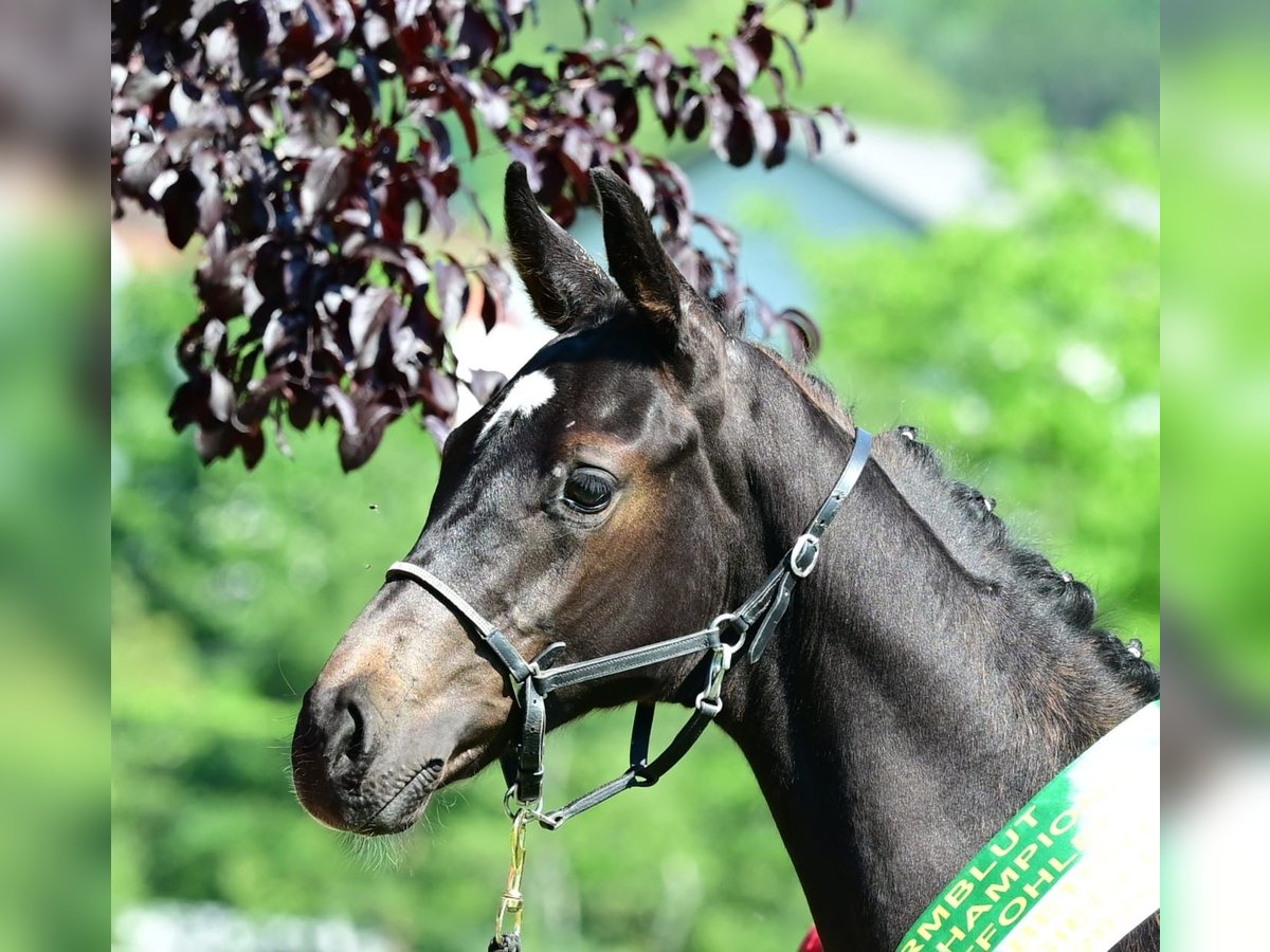 Austrian Warmblood Stallion Foal (03/2025) 16,2 hh Smoky-Black in Admont