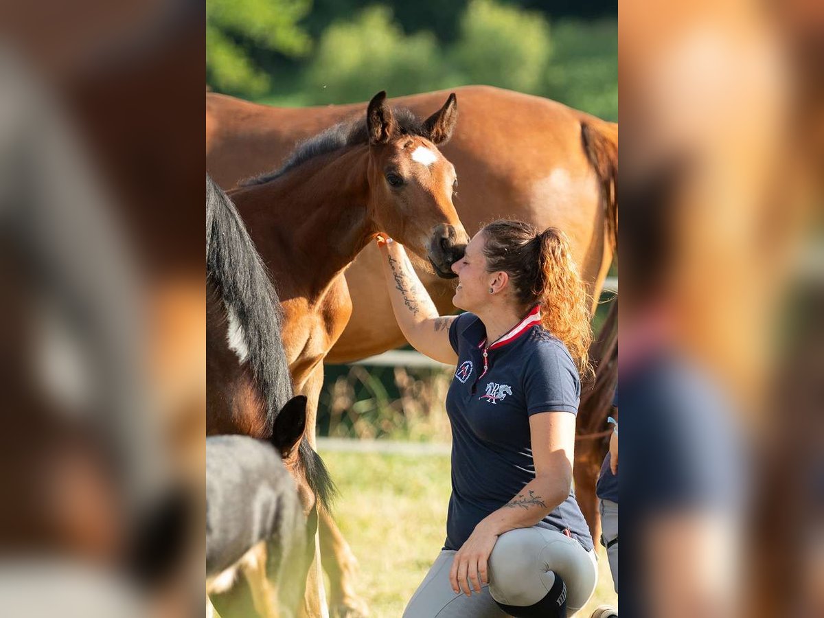 Austrian Warmblood Stallion  16,3 hh Brown in St Marein bei Graz