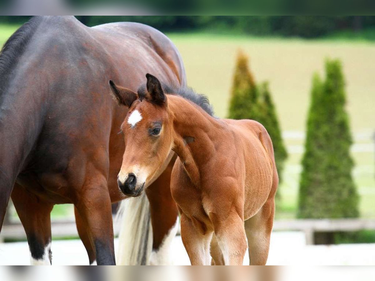 Austrian Warmblood Stallion Foal (04/2025) 16,3 hh Brown in St Marein bei Graz