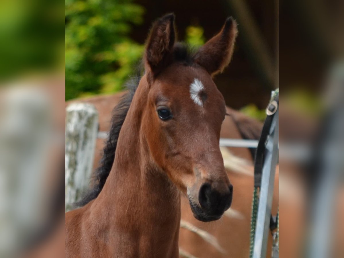 Austrian Warmblood Stallion  Brown in Langenwag