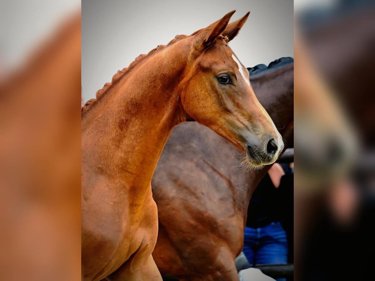 Austrian Warmblood Stallion Foal (03/2025) Chestnut in Haidershofen