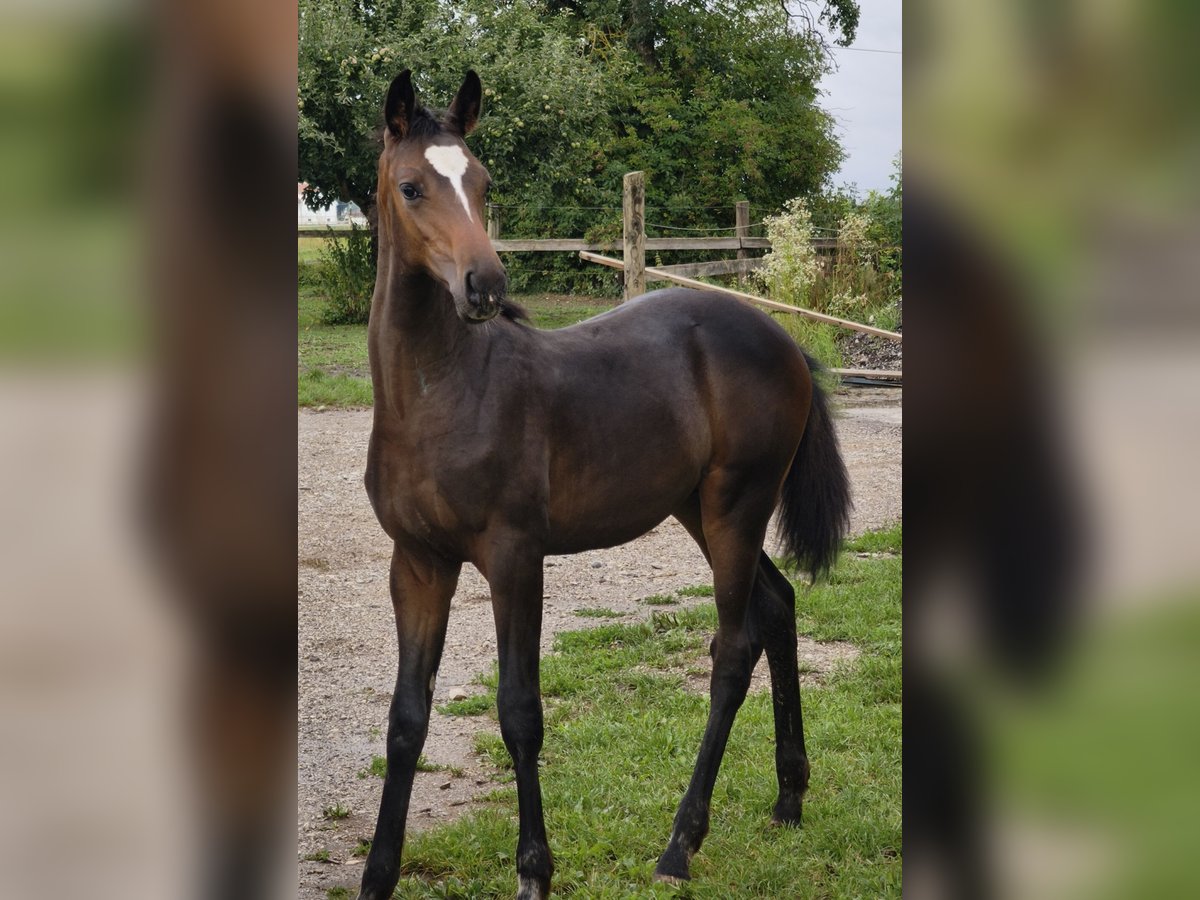 Austrian Warmblood Stallion Foal (01/2025) in Maierhof 3 Braunau