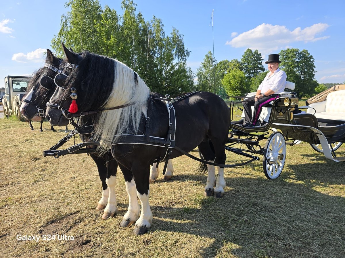 Autres chevaux de trait Étalon 7 Ans 165 cm Pinto in Wyszków