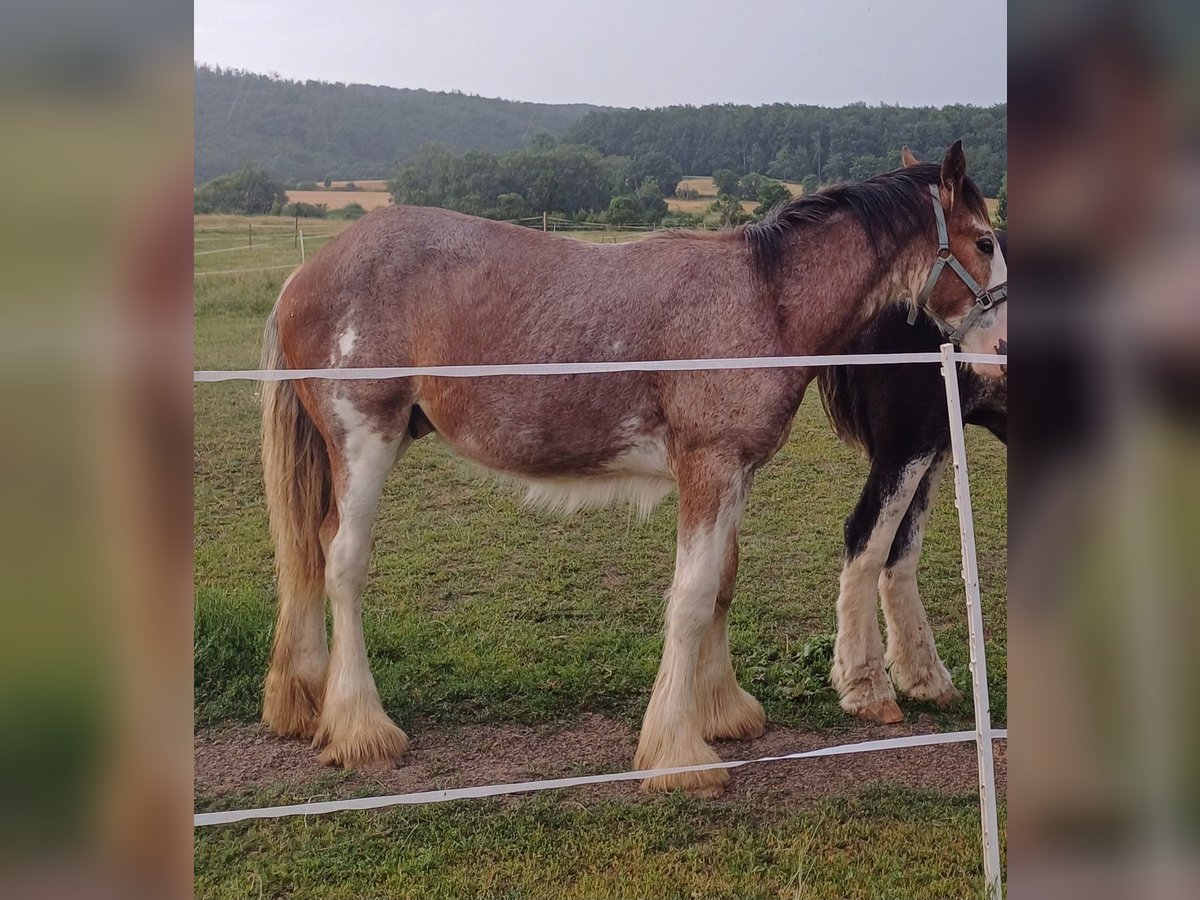 Autres chevaux de trait Étalon Poulain (01/2024) in Wienrode