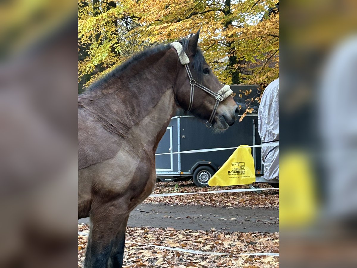 Autres chevaux de trait Hongre 10 Ans 169 cm Bai in Harsewinkel