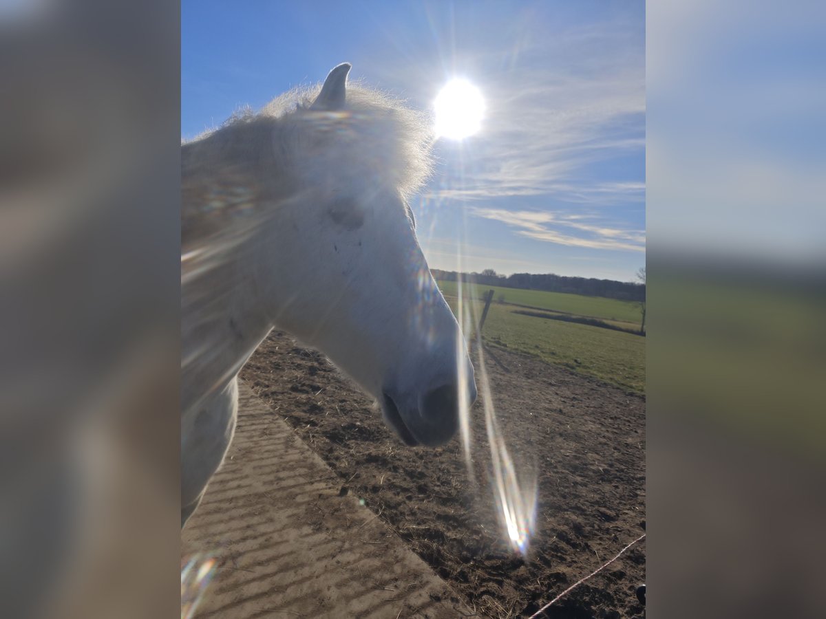 Autres chevaux de trait Hongre 11 Ans 154 cm Gris in Kasseedorf