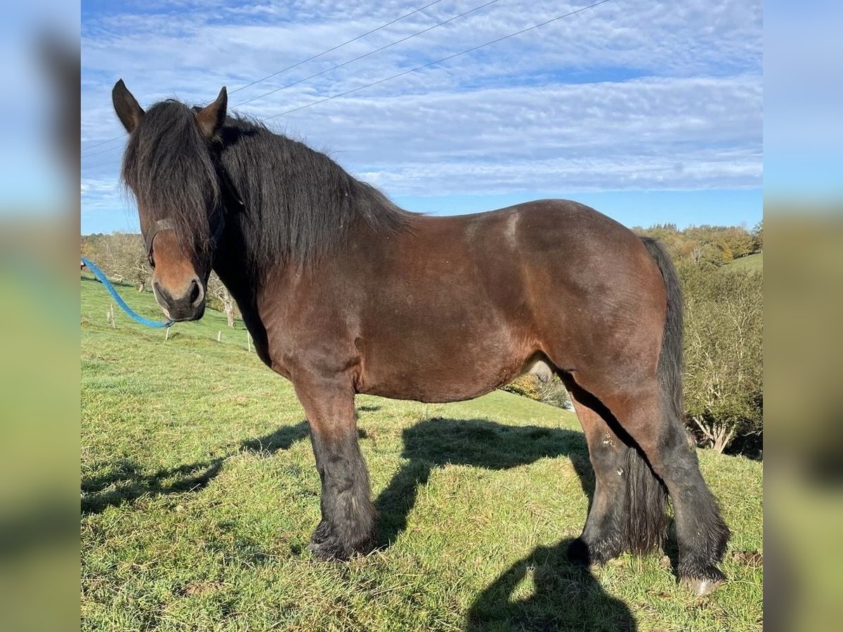 Autres chevaux de trait Hongre 13 Ans 160 cm Bai brun in Steinsoultz