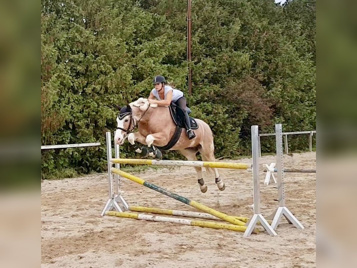 Autres chevaux de trait Hongre 16 Ans 155 cm Palomino in Lupendorf