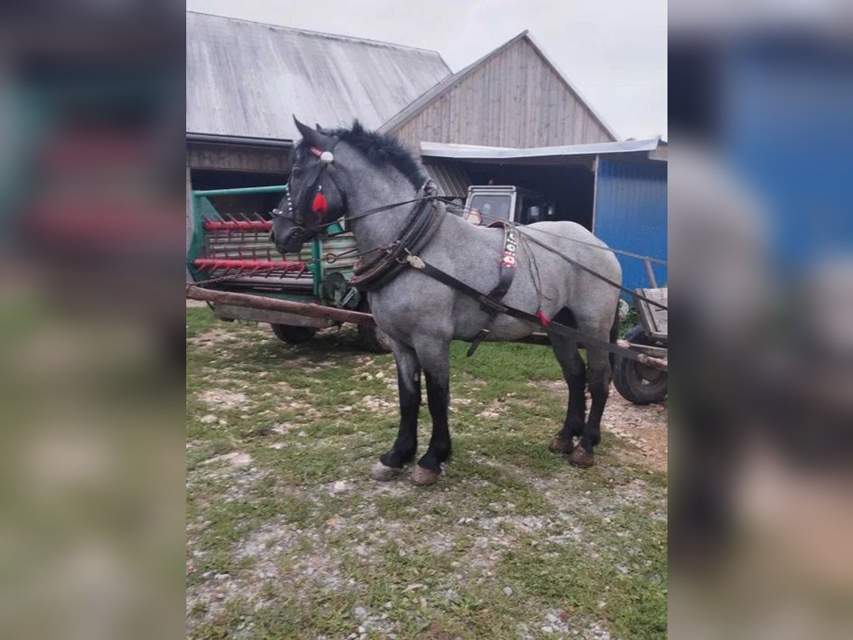 Autres chevaux de trait Hongre 2 Ans Gris in Spytkowice