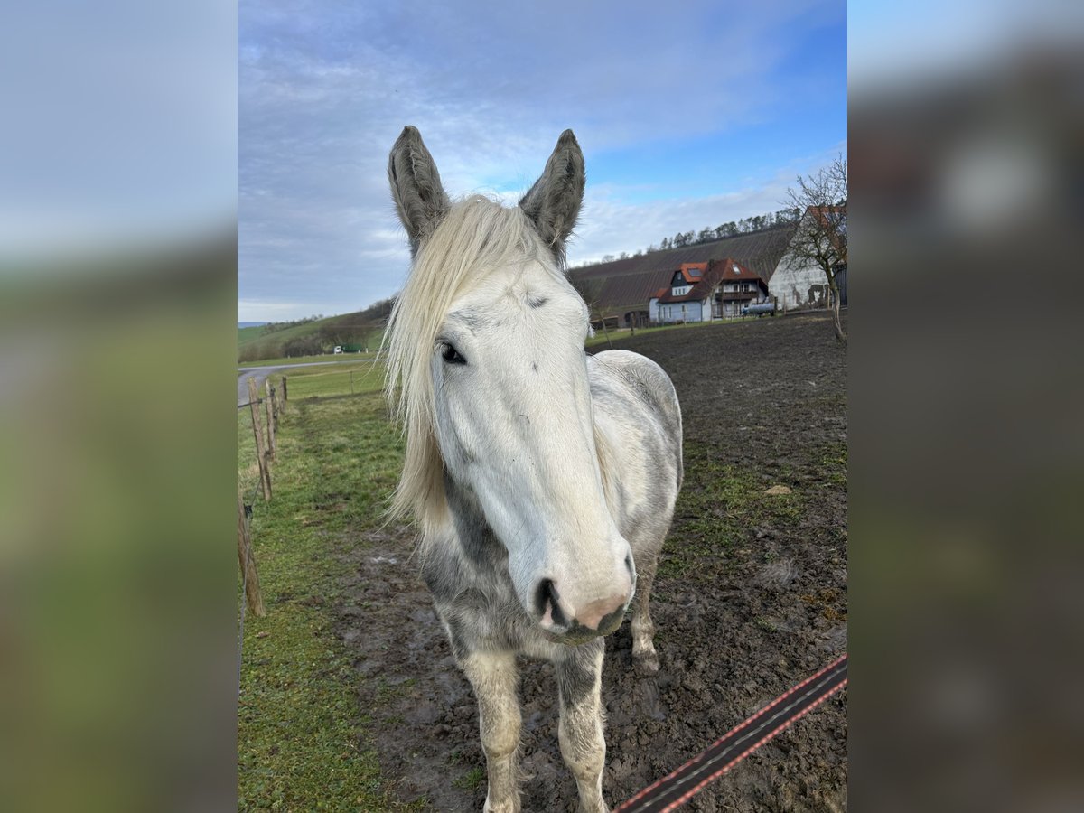 Autres chevaux de trait Croisé Hongre 3 Ans 160 cm Pinto in Ipsheim