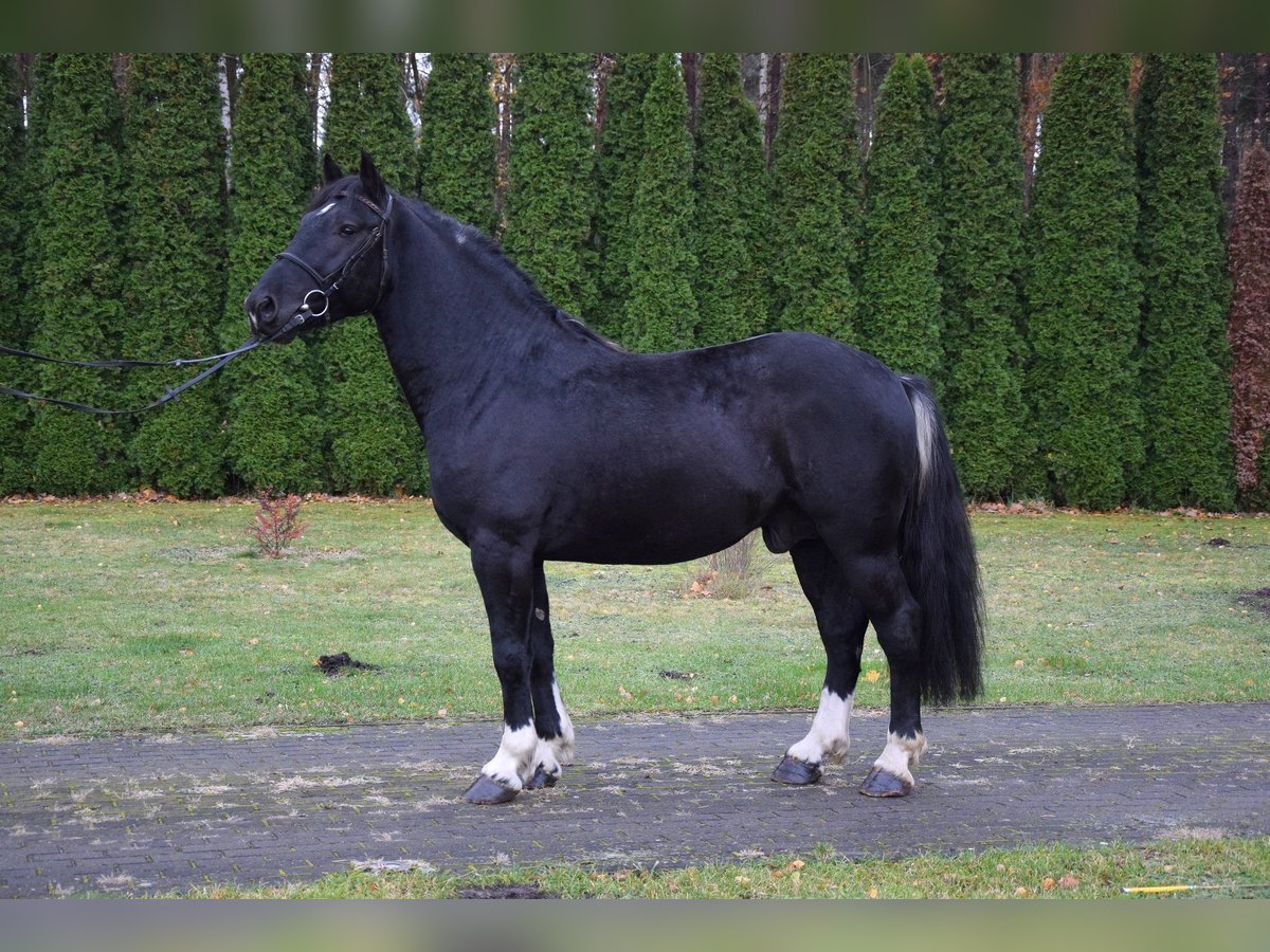 Autres chevaux de trait Croisé Hongre 4 Ans 157 cm Noir in Chelmno