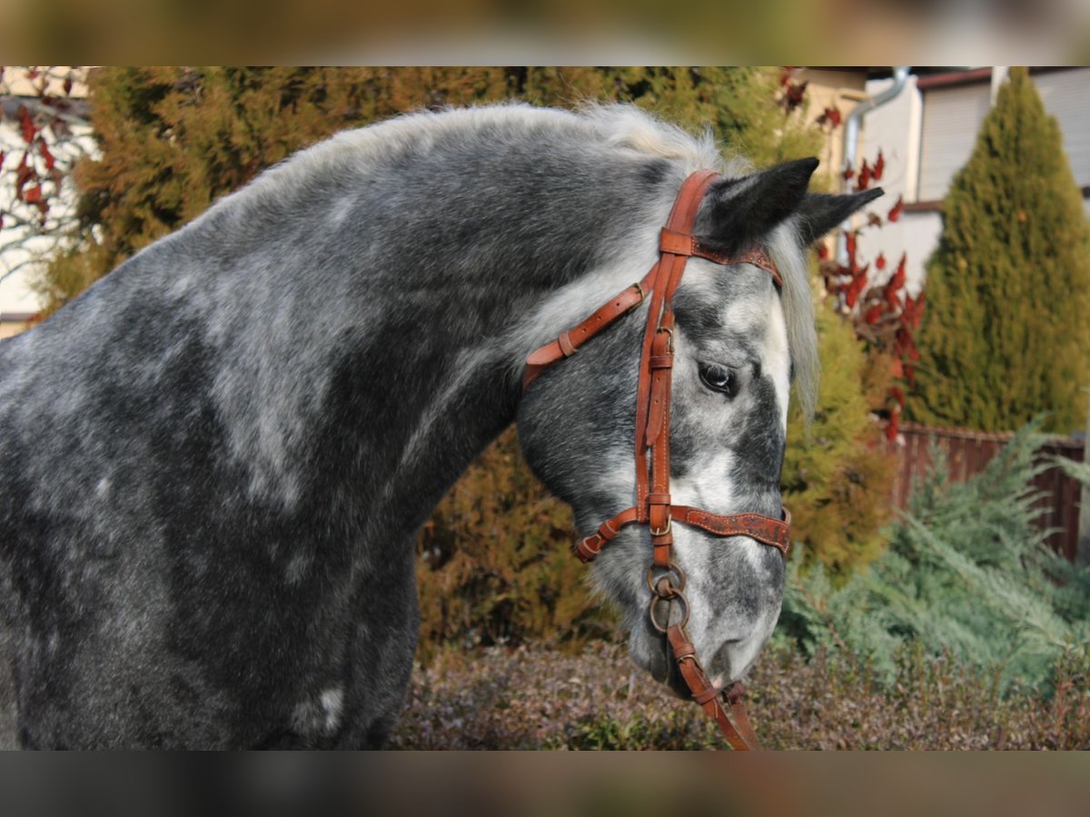 Autres chevaux de trait Hongre 4 Ans 170 cm Gris pommelé in B&#xE9;k&#xE9;s