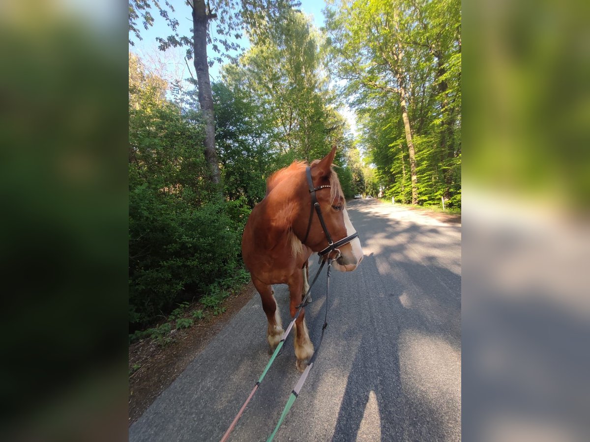 Autres chevaux de trait Croisé Hongre 5 Ans 150 cm Alezan in Innermanzing