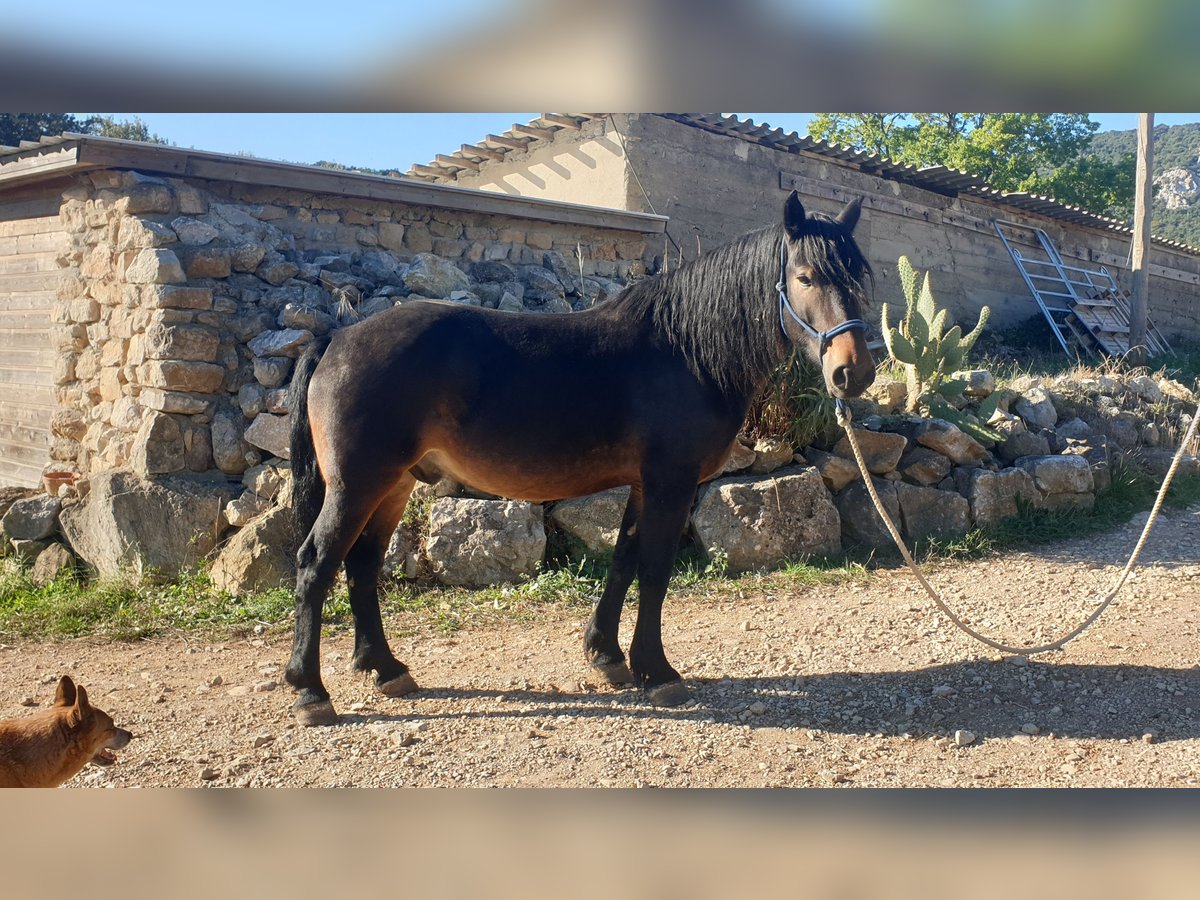Autres chevaux de trait Hongre 6 Ans 155 cm in Montgaillard