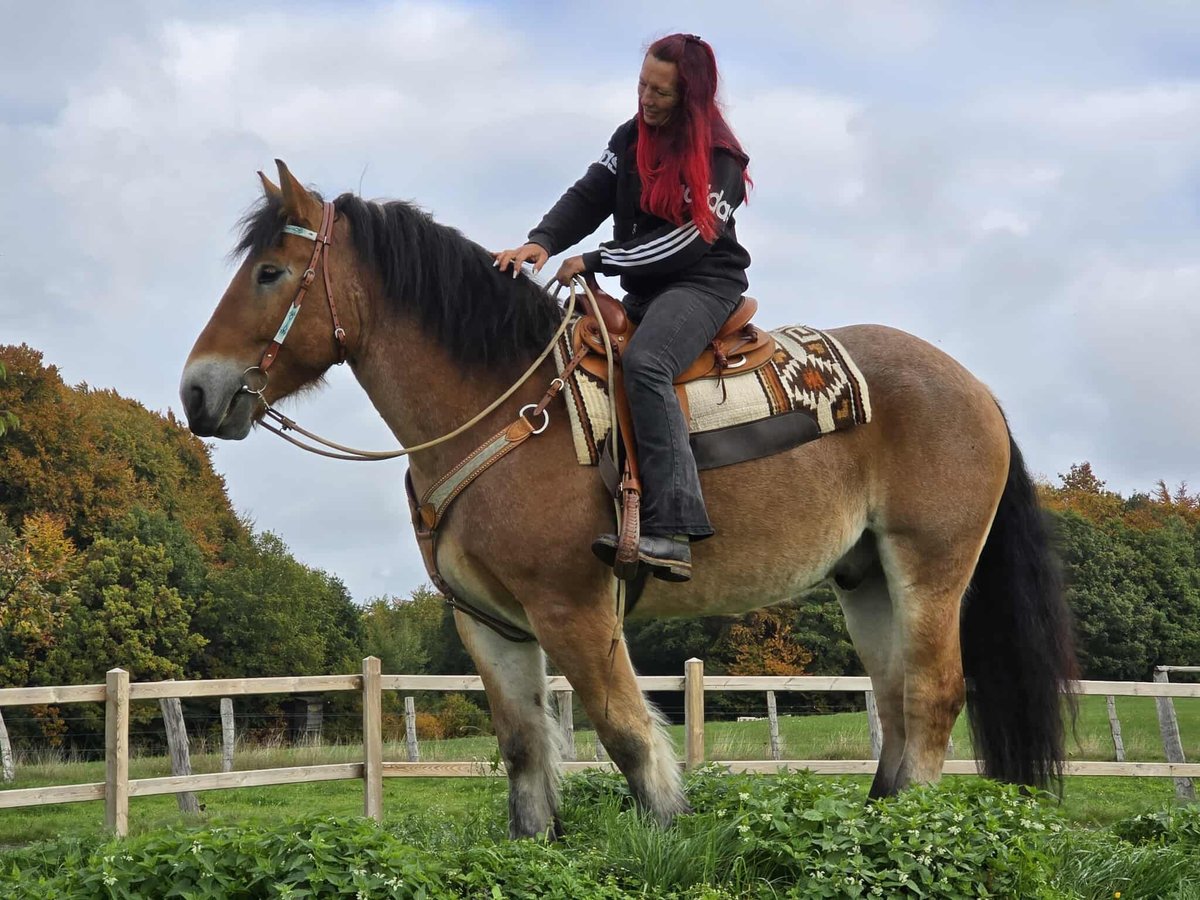 Autres chevaux de trait Hongre 6 Ans 160 cm Bai in Linkenbach