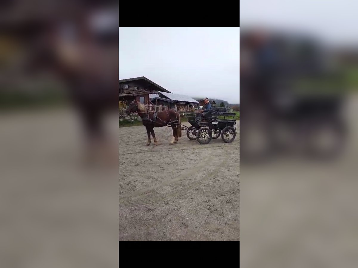 Autres chevaux de trait Hongre 6 Ans 170 cm Alezan brûlé in Obertilliach