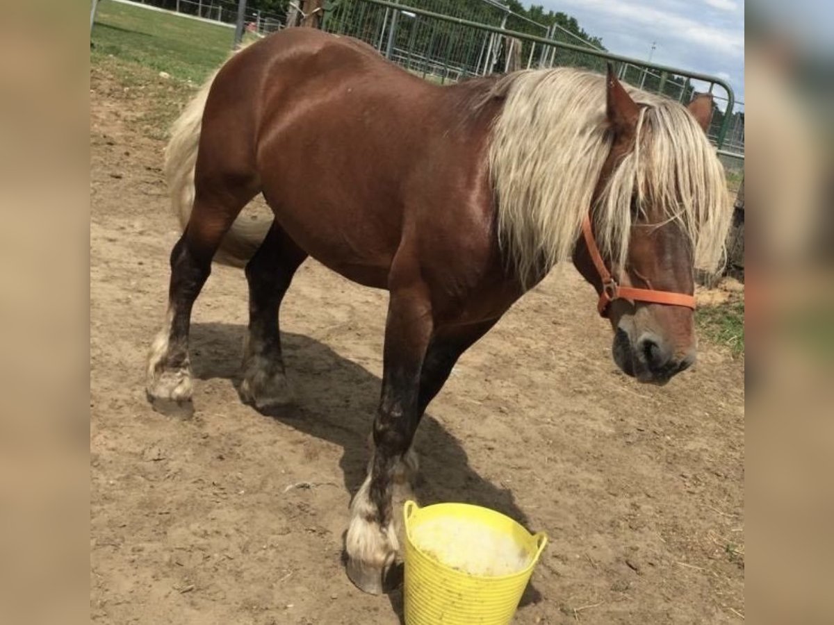 Autres chevaux de trait Hongre 8 Ans 158 cm Alezan brûlé in Rastow