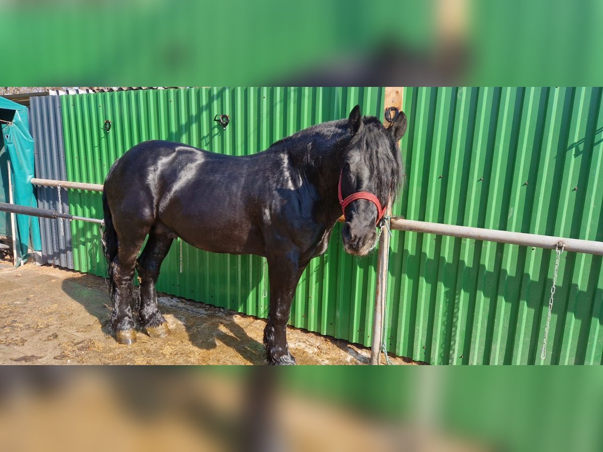Autres chevaux de trait Hongre 8 Ans 170 cm Noir in Bissendorf