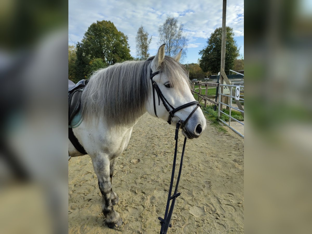 Autres chevaux de trait Jument 11 Ans 152 cm Gris in Mönchengladbach