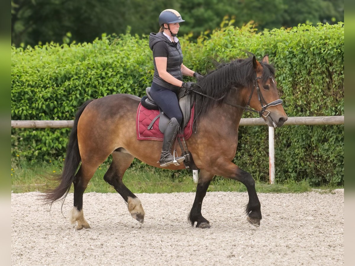 Autres chevaux de trait Croisé Jument 11 Ans 156 cm Bai in Neustadt (Wied)