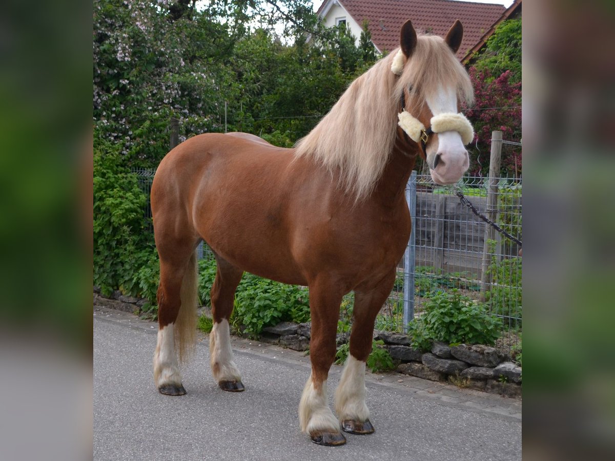 Autres chevaux de trait Croisé Jument 11 Ans 158 cm Alezan in Bretten