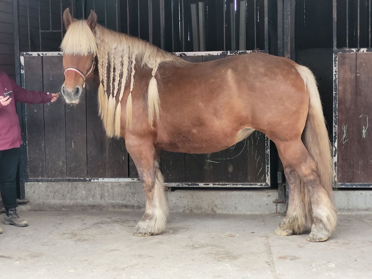 Autres chevaux de trait Jument 19 Ans 153 cm Isabelle in Ahlen