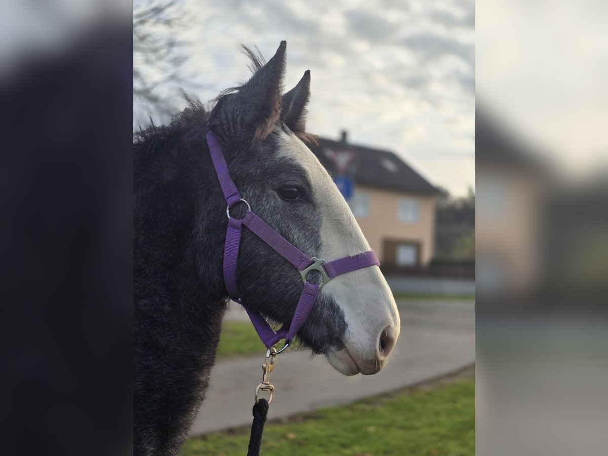 Autres chevaux de trait Croisé Jument 1 Année 140 cm Peut devenir gris in Teublitz