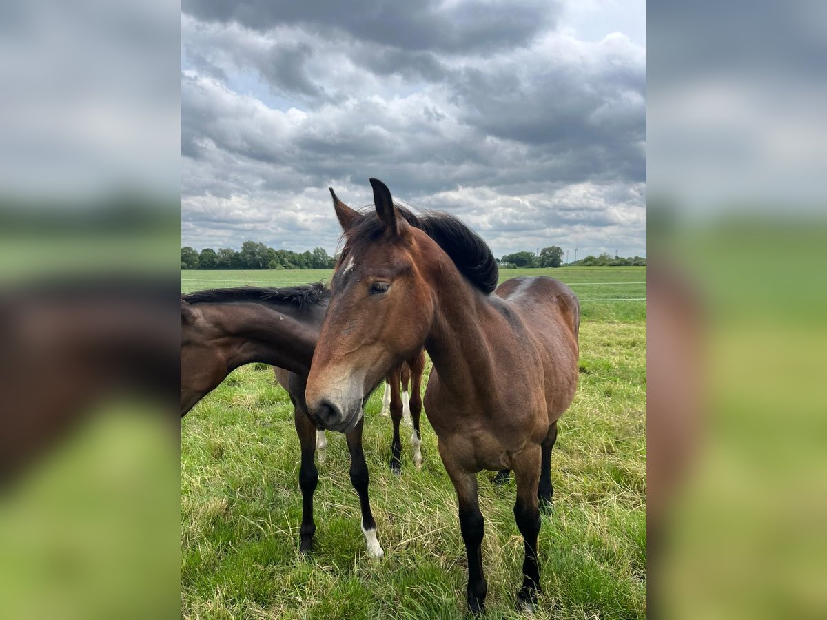 Autres chevaux de trait Jument 1 Année Bai brun in Filsum