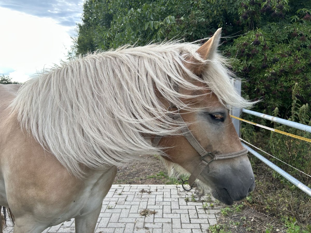 Autres chevaux de trait Croisé Jument 2 Ans 151 cm Palomino in Am Gro&#xDF;en Bruch