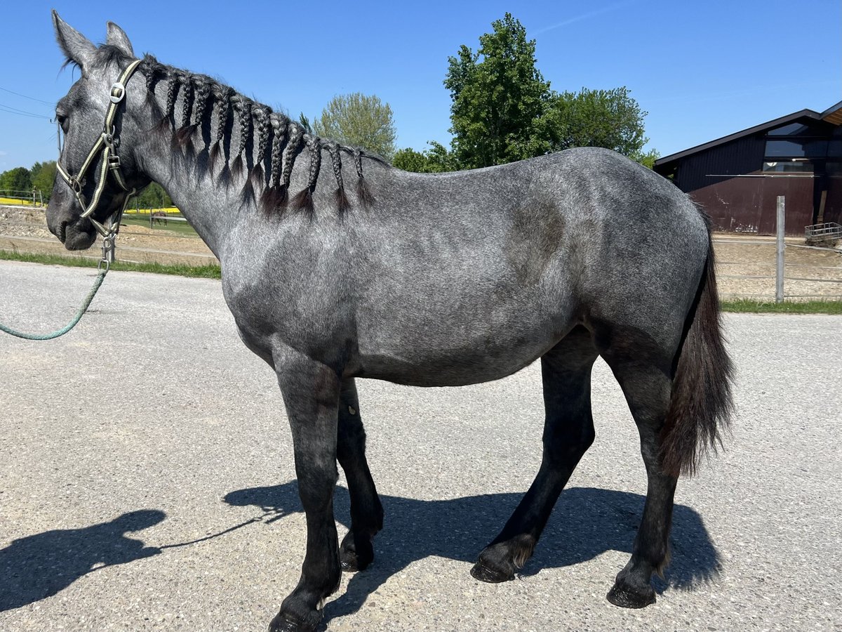 Autres chevaux de trait Jument 4 Ans 148 cm Gris pommelé in Uttendorf