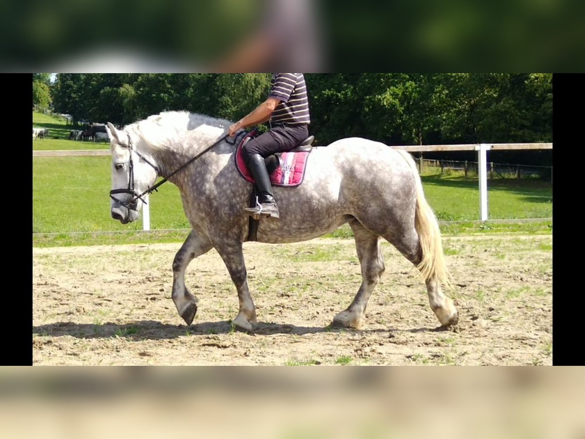 Autres chevaux de trait Jument 4 Ans 165 cm Gris pommelé in Kamenz