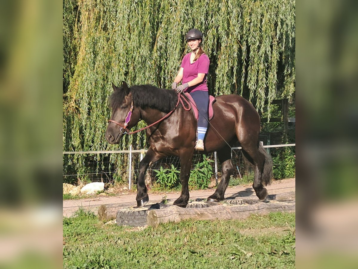 Autres chevaux de trait Jument 5 Ans 162 cm Noir in Bayerbach