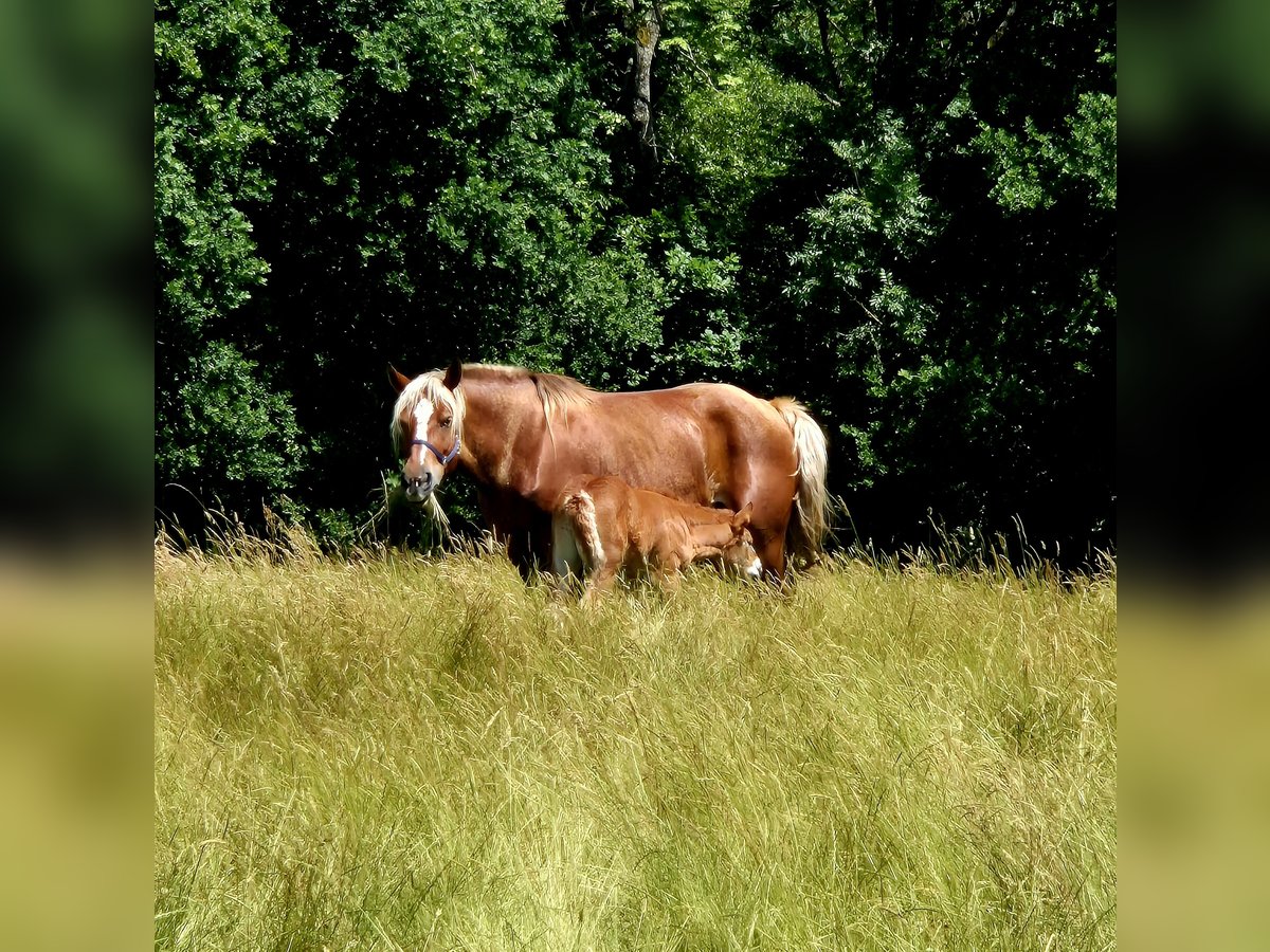 Autres chevaux de trait Jument 6 Ans 160 cm Alezan in Euskirchen