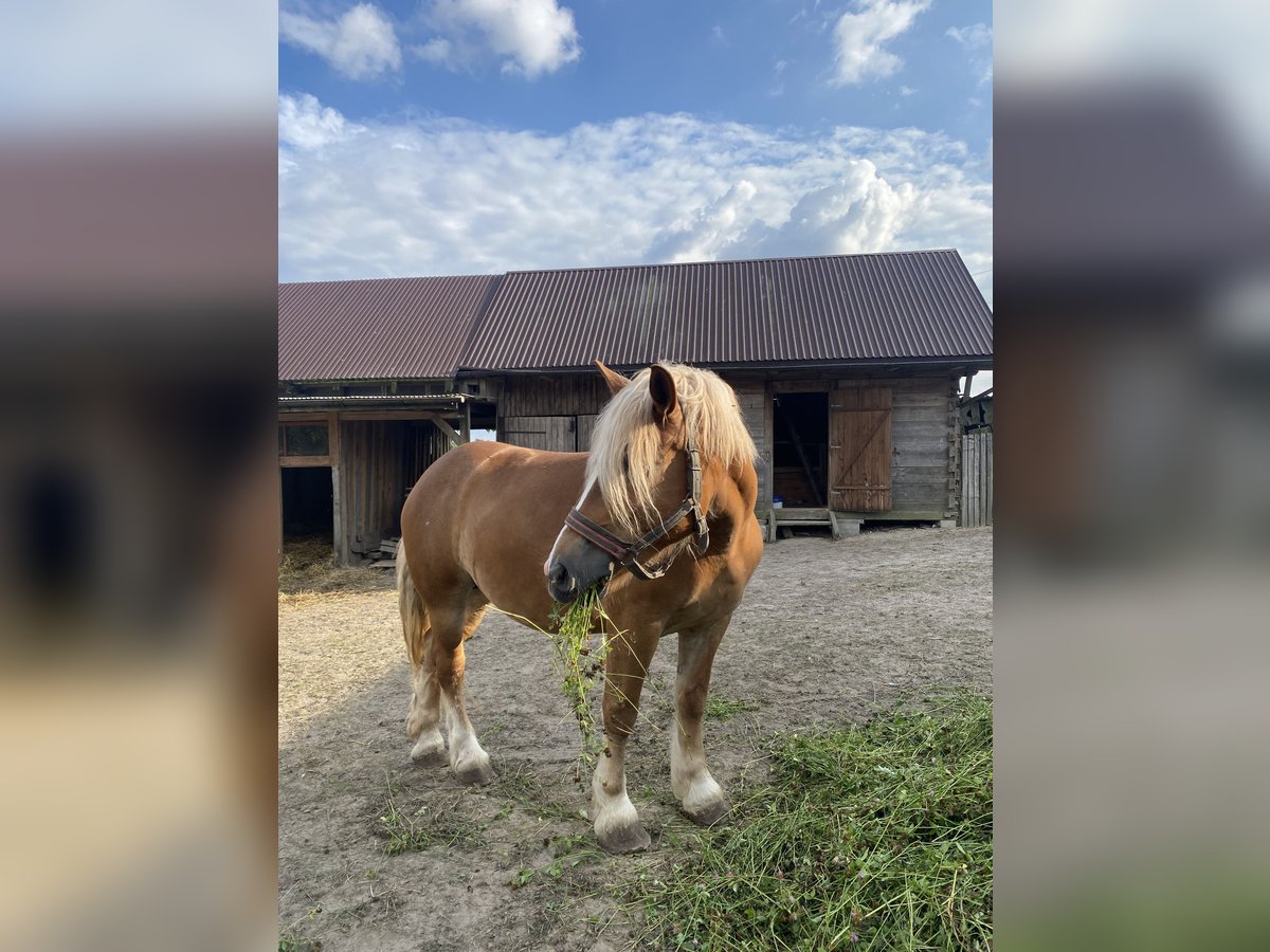 Autres chevaux de trait Jument 6 Ans Alezan in Łuszczacz